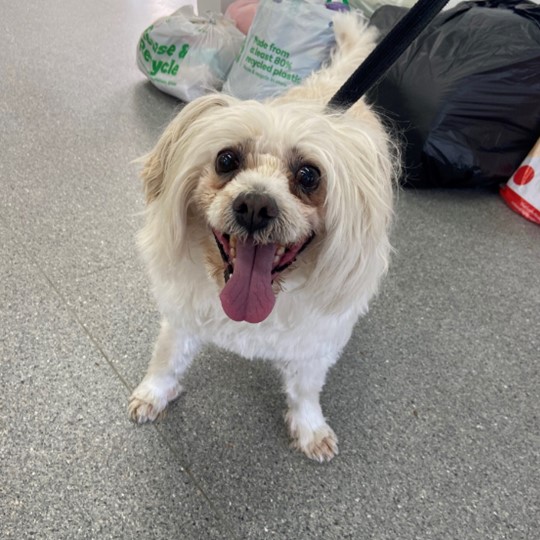 Alfie jrt x pug male found 7 jan_lilyfield